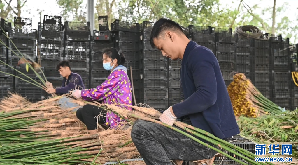 Seorang pekerja sedang menocangkan batang anak "pokok wang" di sebuah ladang di Hepu. (Chen Luyuan/Xinhua)