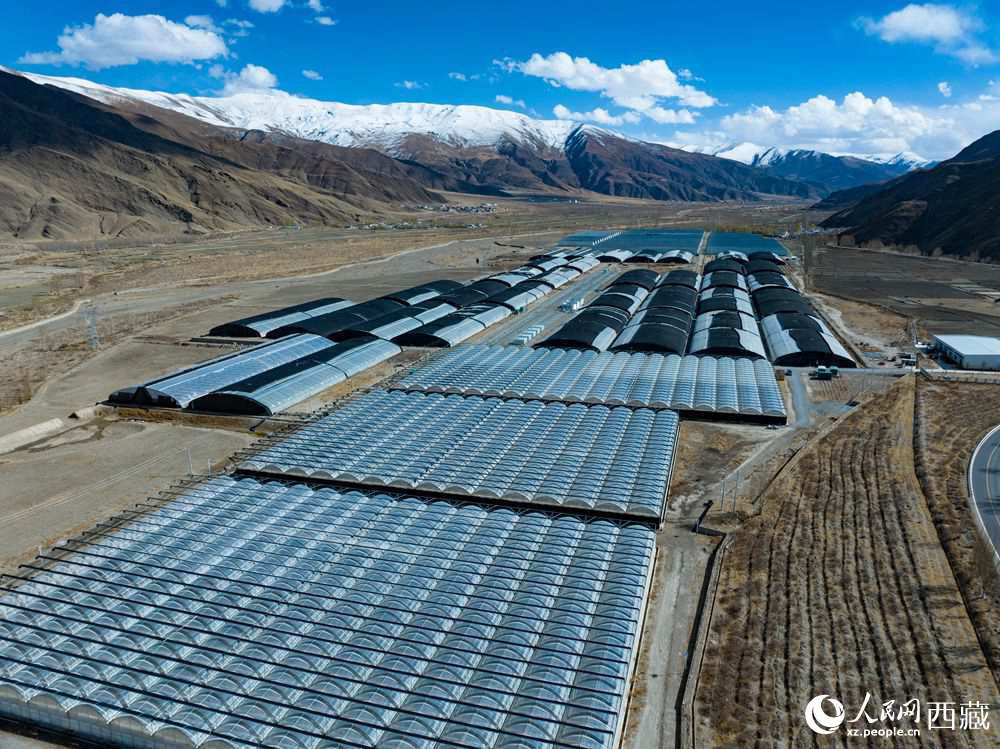 Rumah Hijau Pintar Tingkatkan Hasil Tanaman, Pendapatan di Xizang