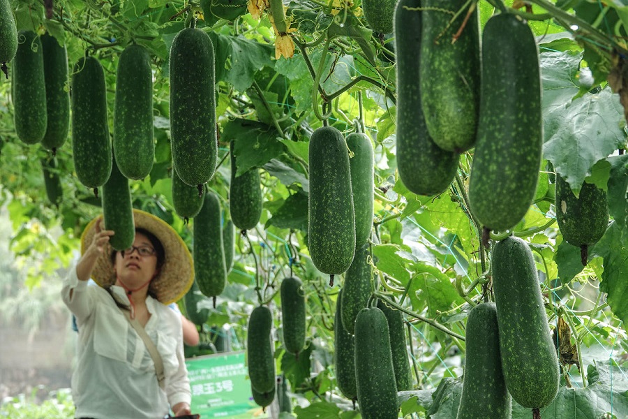 1,658 Spesies Sayur Baru Tampil pada Eskpo Sayur China-ASEAN di Guangxi