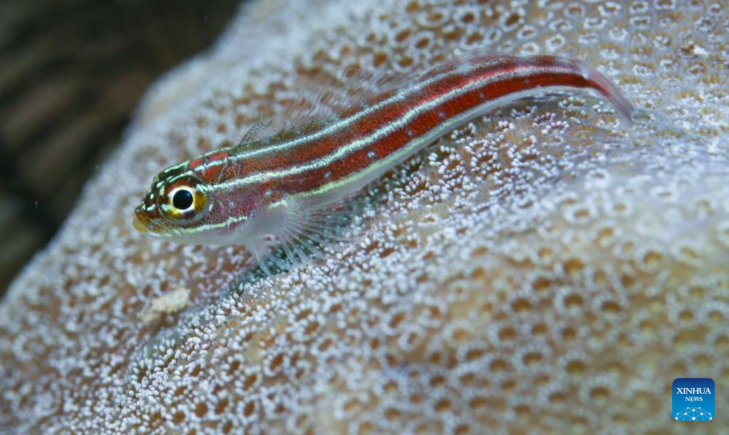 Ladang Laut Pulau Wuzhizhou di Sanya, Hainan