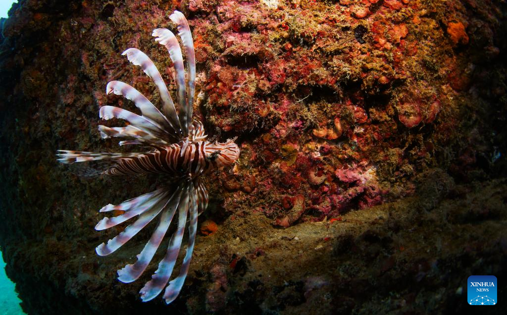 Ladang Laut Pulau Wuzhizhou di Sanya, Hainan