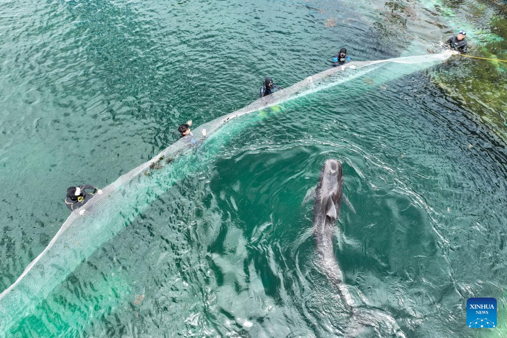 Paus yang Diselamatkan di Selatan China Pulang ke Habitat