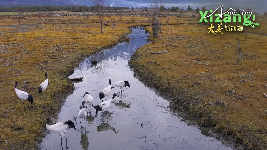 Xizang yang Menakjubkan: Tanah Misteri Yi’ong