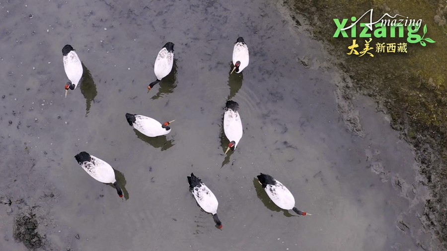 Xizang yang Menakjubkan: Tanah Misteri Yi’ong