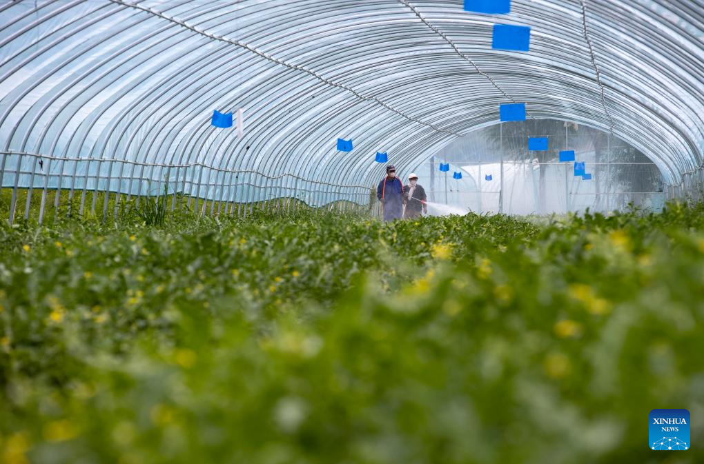 Foto memperlihatkan para petani sedang bekerja di sebuah rumah hijau pangkalan penanaman sayur di Perbandaran Shatang, Bandar Guyuan, Wilayah Autonomi Ningxia Hui, barat laut China, pada 2 Ogos 2024. Pada tahun-tahun mutakhir ini, Perbandaran Shantang telah memberi keutamaan terhadap pembangunan fasiliti pertanian dengan mengguna pakai teknologi termasuk bioteknologi cacing tanah dan bioteknologi jerami untuk meningkatkan pengeluaran sayur-sayuran. (Xinhua/Yang Zhisen)
