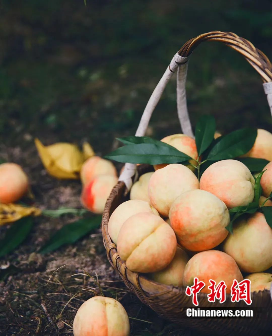 Buah pic dari daerah Fenghua, bandar Ningbo, Provinsi Zhejiang, timur China. (Foto/Feng Xin)