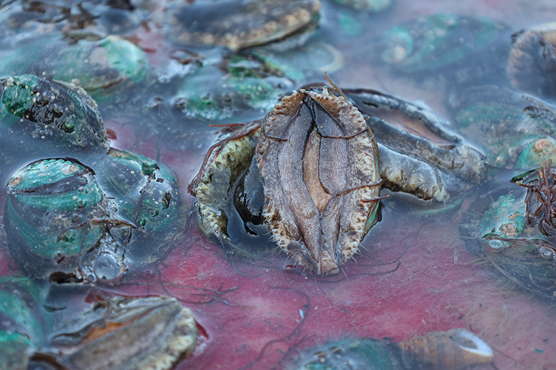 Foto menunjukkan abalone di kaunti Lianjiang, Provinsi Fujian, tenggara China.