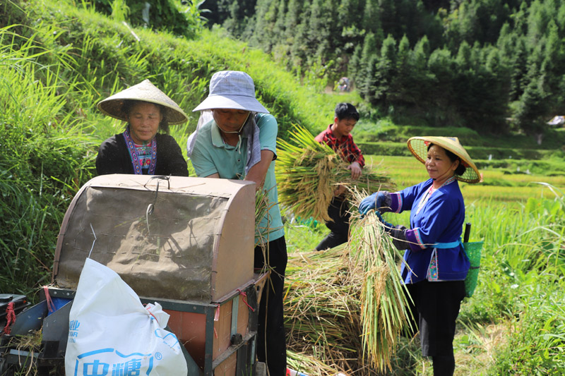 Penduduk kampung membanting padi yang telah dituai di di Kaunti Autonomi Rongshui Miao di Wilayah Autonomi Guangxi Zhuang di selatan China. (Foto/Huang Cheng)