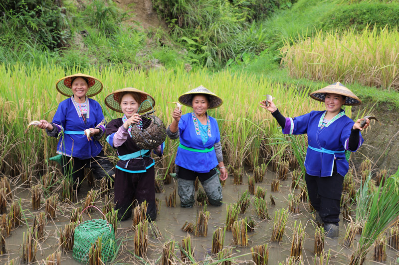 Penduduk kampung menunjukkan ikan segar yang ditangkap di Kaunti Autonomi Rongshui Miao di Wilayah Autonomi Guangxi Zhuang di selatan China. (Foto/Huang Cheng)