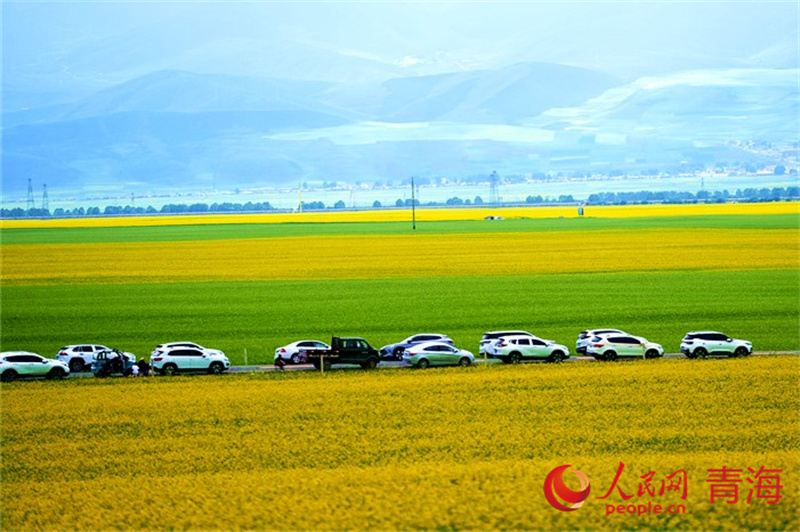 Kenderaan melalui lautan bunga biji sawi di Kaunti Autonomi Menyuan Hui, Wilayah Autonomi Tibet Haibei, Provinsi Qinghai, di barat laut China. (People’s Daily Online/Gu Feifei)