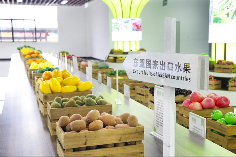Foto memaparkan buah-buahan yang dipamerkan di pusat perdagangan buah-buahan China-ASEAN di Zon Rintis Perdagangan Bebas Guangxi di Chongzuo. (Foto ikhsan Jabatan Perdagangan Guangxi)
