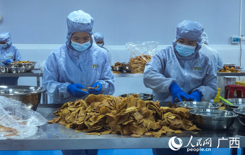 Para pekerja memproses hirisan mangga kering di bengkel penghasilan buah-buahan kering di Syarikat Teknologi Pertanian Guangxi Junyi di kawasan Chongzuo, Zon Rintis Perdagangan Bebas Guangxi. (Foto He Ning)