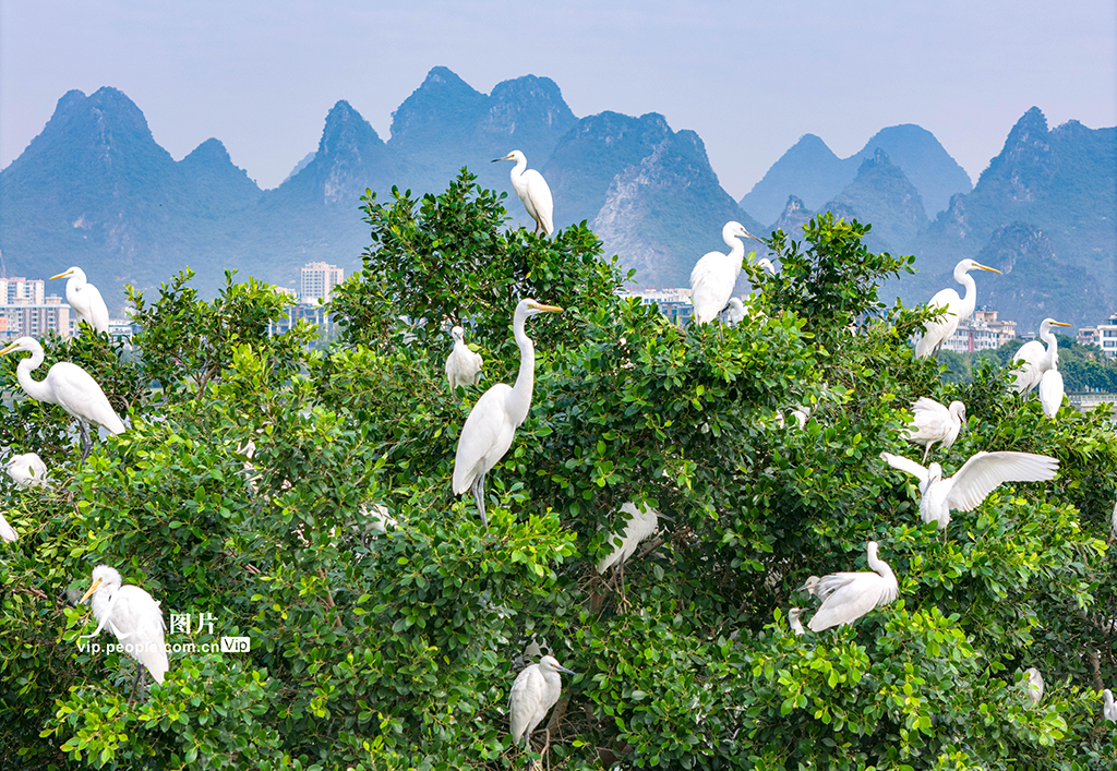 Taman di Tengah Bandar Tempat Singgah Bangau