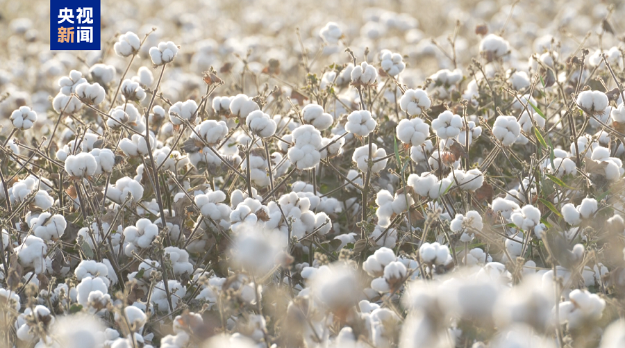 Kashgar Giat Majukan Rantaian Industri Kapas