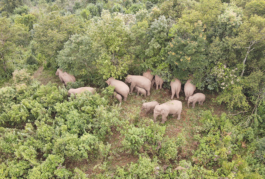 Foto menunjukkan kawanan gajah Asia di kaunti Ning'er, bandar Pu'er, Provinsi Yunnan di barat daya China. (Foto ihsan pusat media Kaunti Ning'er)