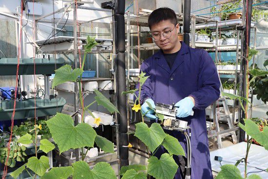 Yang Hao menilai kecekapan fotosintesis timun di rumah hijau di Universiti Pertanian China di Beijing. (Foto ihsan penemuduga)