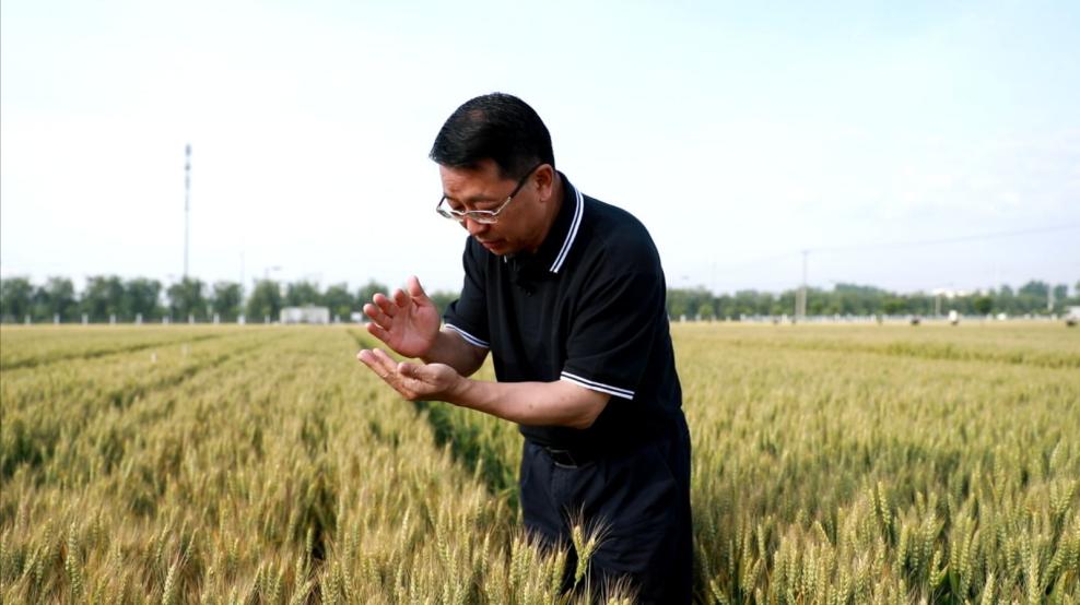 Foto ihsan dari Zhang Fushuo ini memperlihatkan beliau sedang melihat keadaan pertumbuhan gandum di kaunti Quzhou, Provinsi Hebei, utara China.
