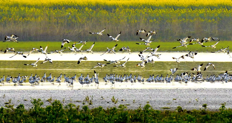 Foto ini menunjukkan angsa di Tasik Dongting. (Foto/Wang Genliang)