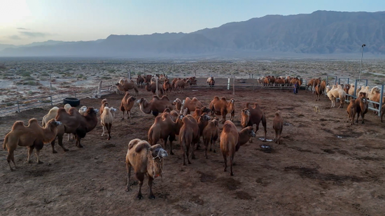 Foto memperlihatkan kawanan unta di kaunti Bohu, Wilayah Autonomi Uygur Xinjiang di barat laut China. (Foto daripada Chinanews.com)