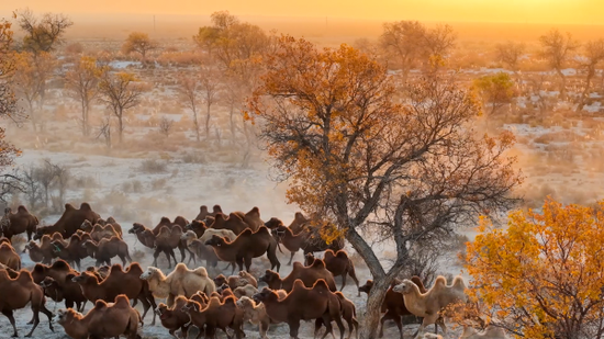 Foto memperlihatkan kawanan unta di kaunti Bohu, Wilayah Autonomi Uygur Xinjiang di barat laut China. (Foto daripada Chinanews.com)