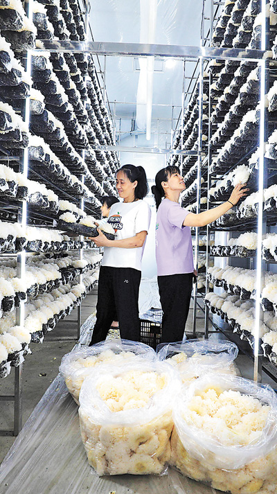 Penduduk kampung bekerja di tapak pengeluaran cendawan di perbandaran Xiadang, kaunti Shouning, bandar Ningde, Provinsi Fujian. (Foto oleh Su Wumei)