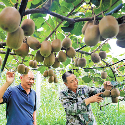 Penduduk kampung menuai buah kiwi di perbandaran Xiadang, daerah Shouning, bandar Ningde, Wilayah Fujian tenggara China. (Foto/Wu Sumei)