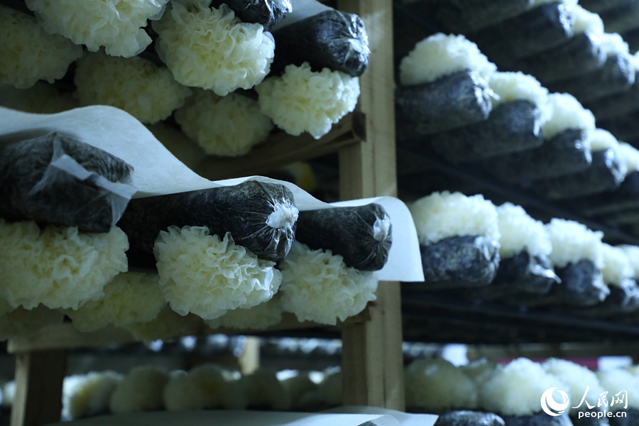 Cendawan Fuciformis Jadi Emas