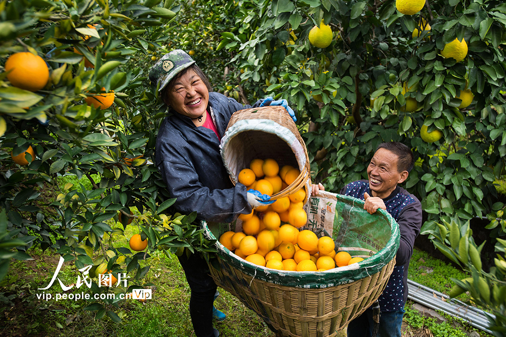 Petani Menuai Oren di Hubei