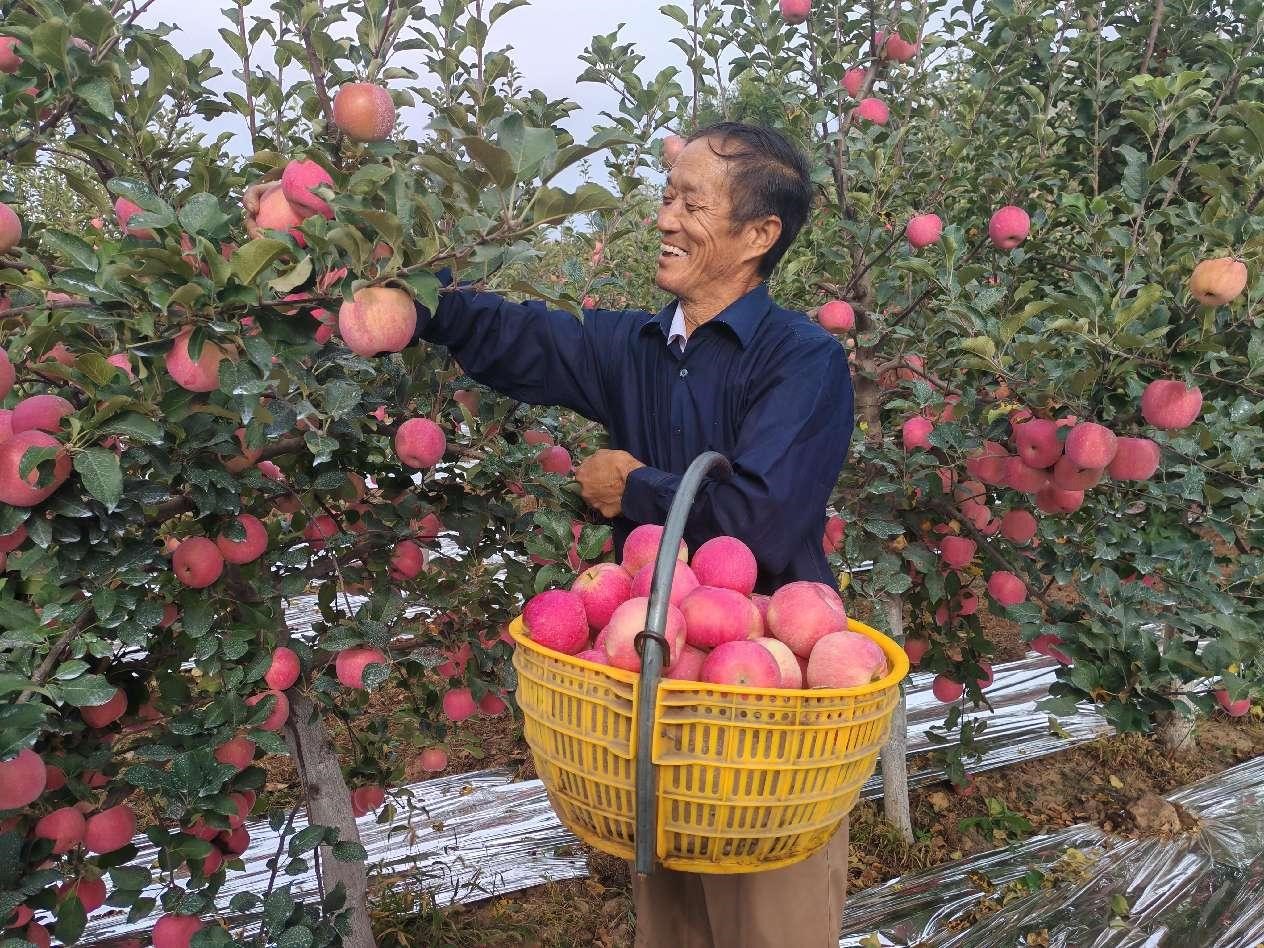 Seorang penduduk tempatan memetik epal di sebuah kebun di perbandaran Yongxiang, kaunti Luochuan, di Provinsi Shaanxi, barat daya China. (Foto oleh Bai Limin)