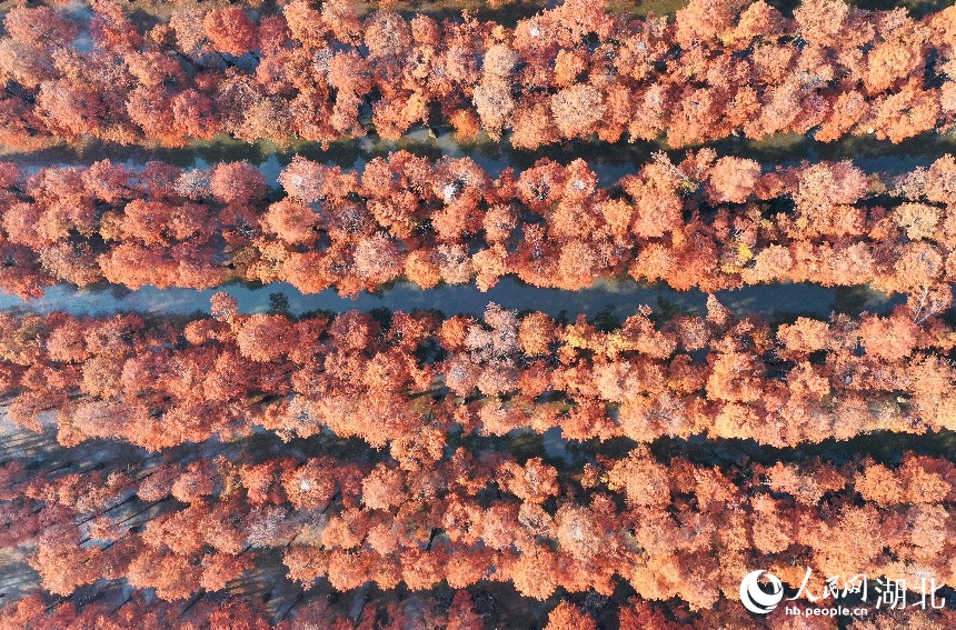 Selayang Pandang Kanvas Pokok Sipres yang Menakjubkan di Wuhan