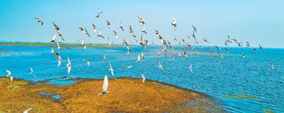 Burung hijrah berterbangan di Rizab Alam Semula Jadi Tasik Poyang di Provinsi Jiangxi, timur China. (Foto/Liu Yuanqing)
