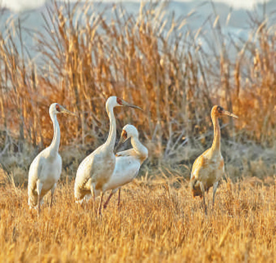 Burung jenjang Siberia berehat di sebelah Tasik Poyang di Provinsi Jiangxi, timur China. (Foto/Zhang Xiaolin)