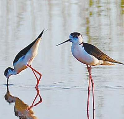 Gelagat burung kedidi sayap hitam di taman paya Nandagang di Cangzhou, Provinsi Hebei, utara China. (Foto/Liu Quansheng)