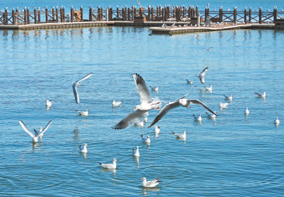 Burung camar berkepala hitam sedang berterbangan di Tasik Dianchi, Kunming, di Provinsi Yunnan. (Foto/Dong Rongmei)