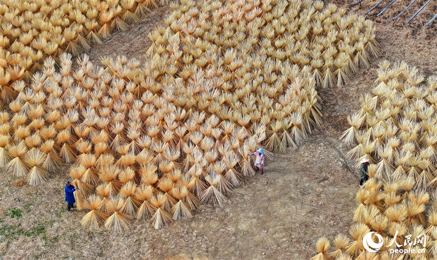 Foto ini memaparkan pemandangan petani yang sedang mengeringkan sutera buluh. (People’s Daily Online/Zhu Haipeng)