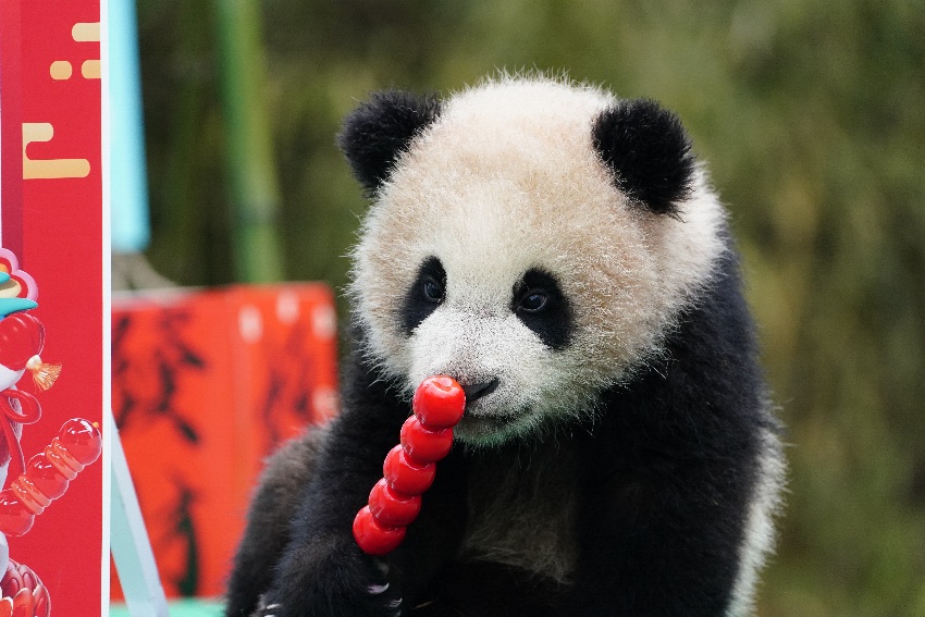 Anak panda gergasi sedang bermainan mainan berbentuk ‘bingtang hulu’