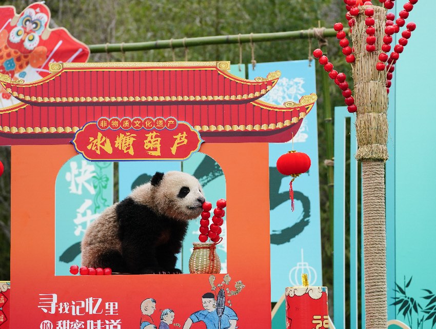Anak panda gergasi sedang bermainan mainan berbentuk ‘bingtang hulu’
