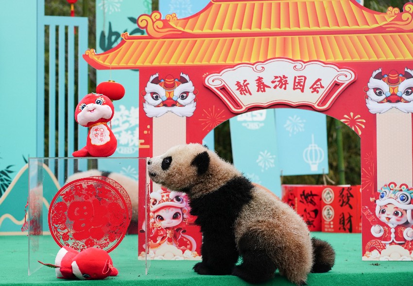 Gambar anak panda gergasi yang sedang fokus bermain