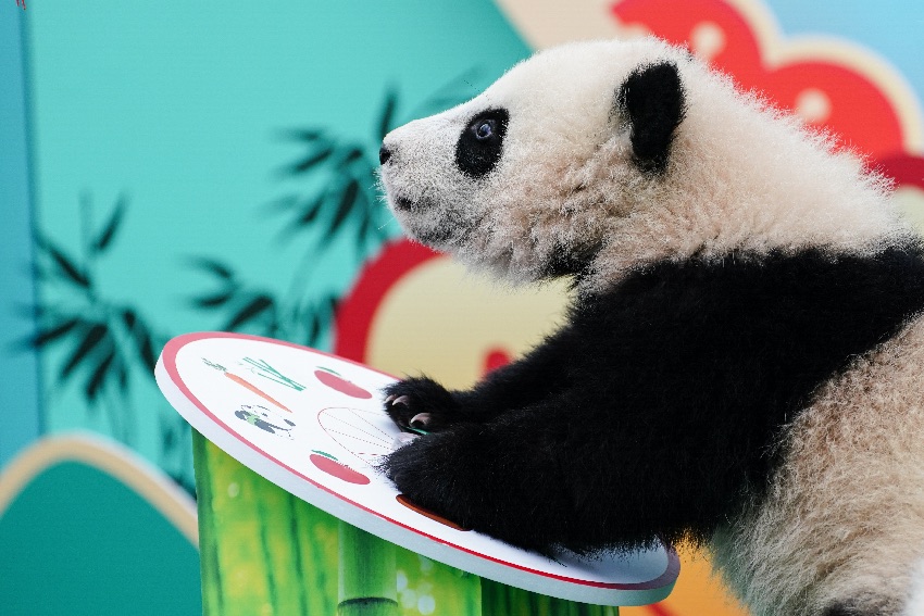 Gambar anak panda gergasi yang sedang khusyuk bermain