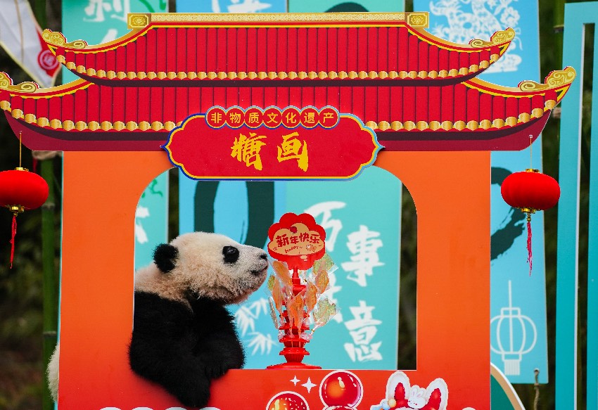 Anak panda gergasi yang sedang bermain dengan mainan berbentuk lukisan manisan