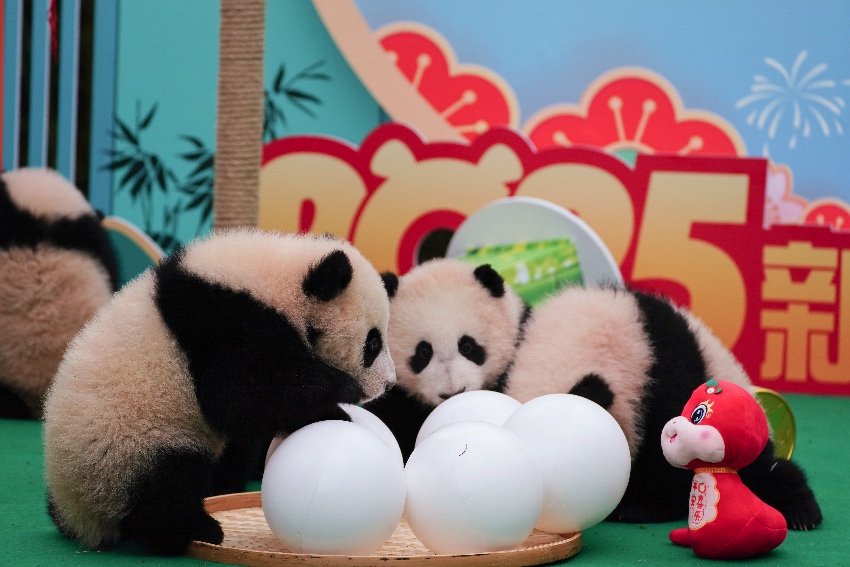 Anak panda gergasi yang sedang bermain dengan mainan berbentuk ‘tangyuan’