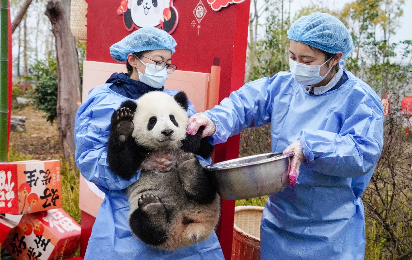 Petugas sedang mengendalikan seekor anak panda gergasi