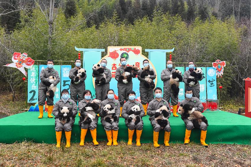 Setiap petugas mengambil foto dengan masing-masing memegang seekor panda