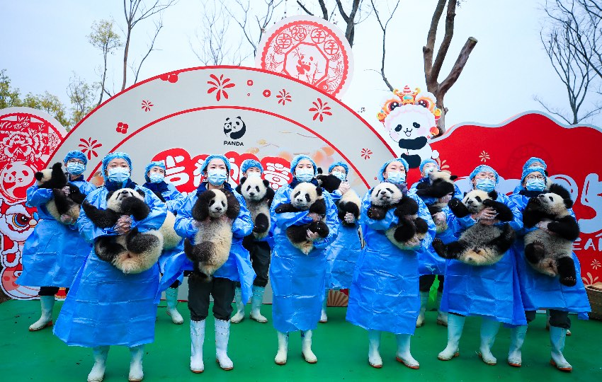 Setiap petugas mengambil foto dengan masing-masing memegang seekor panda