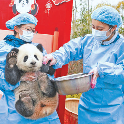 Seekor anak panda sedang dikendong oleh penjaganya semasa acara sambutan Festival Musim Luruh di Tapak Penyelidikan Pembiakan Panda Gergasi Chengdu pada 2025. (Foto ihsan Tapak Penyelidikan Pembiakan Panda Gergasi Chengdu)