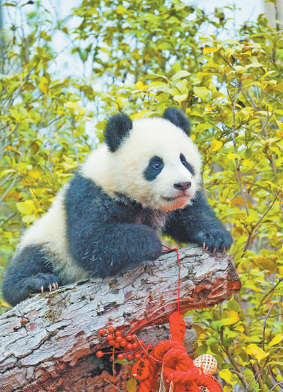 Seekor anak panda yang dilahirkan pada 2024 muncul semasa perayaan Festival Musim Luruh di Tapak Penyelidikan Pembiakan Panda Gergasi Chengdu pada 2025. (Foto ihsan Tapak Penyelidikan Pembiakan Panda Gergasi Chengdu)