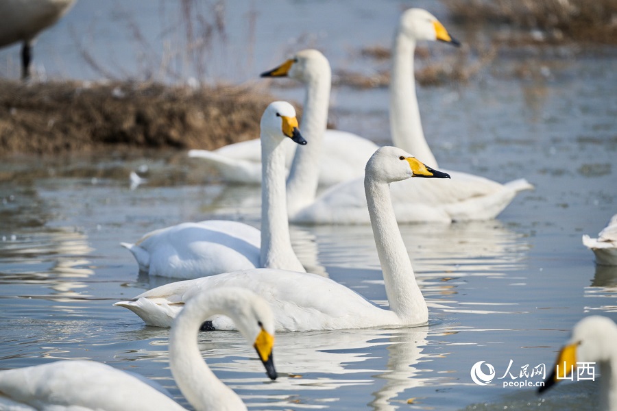 Tanah Lembap Tasik Garam di Shanxi Jadi Syurga Burung Hijrah Pada Musim Sejuk