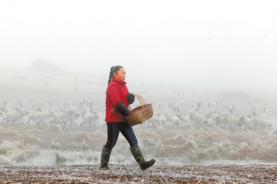 Chen Guanghui sedang memberi makan kepada burung jenjang leher hitam. (Foto oleh Yunnan Daily)