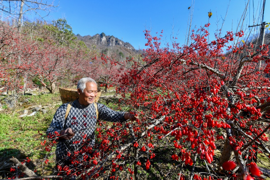 Foto fail memaparkan seorang penduduk kampung memetik buah Kornus officinalis di kampung Dongping, kaunti Xixia, bandar Nanyang, di Provinsi Henan. (People’s Daily Online/Chen Fei)