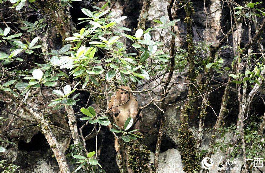 Foto kera Assam sedang mencari makanan di Rizab Alam Semula Jadi Kebangsaan Encheng di kaunti Daxin, bandar Chongzuo, Wilayah Autonomi Zhuang Guangxi di selatan China.